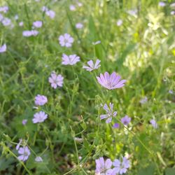 Close-up of purple flowers blooming in field