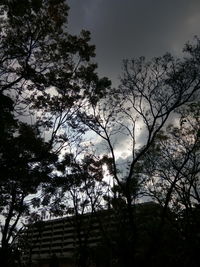 Low angle view of trees against sky