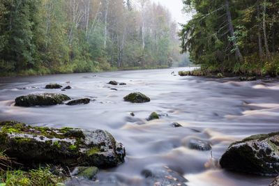 Stream flowing through forest