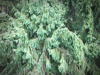 Full frame shot of fresh green plants in forest