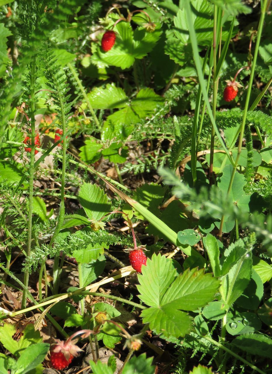 CLOSE-UP OF BERRIES ON PLANT