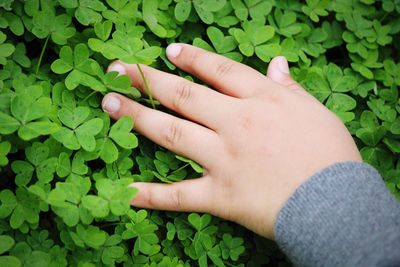 Close-up of woman hand touching plant
