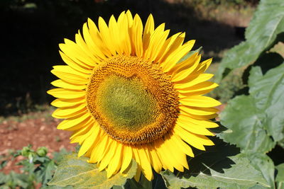 Close-up of sunflower