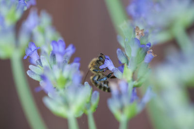 Close-up of bee pollinating on flower