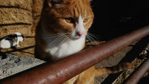 Concentration of cute kitten, watching movement outside barn