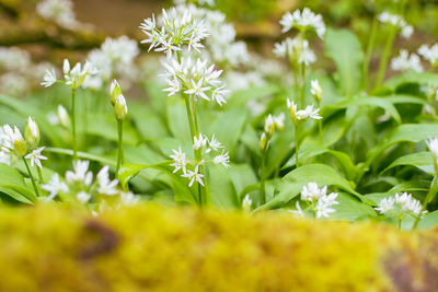 Close-up of white flowering plant