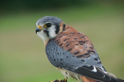 Kestrel looking back