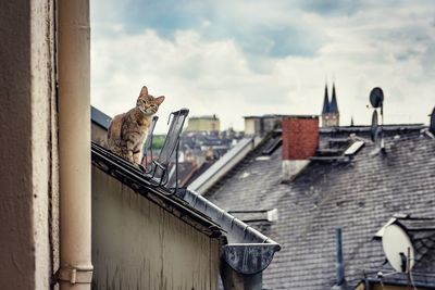 High angle view of a cat with building in background