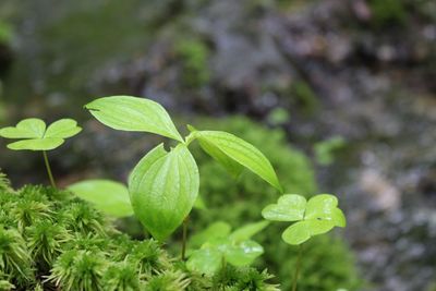 Close-up of plant growing outdoors
