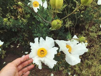 Close-up of hand holding white flower