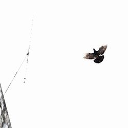 Low angle view of birds flying in sky