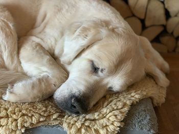 Close-up of dog sleeping