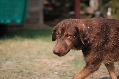 Close-up of a dog on field.