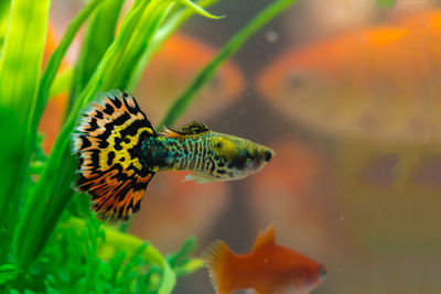 Close-up of fish swimming in sea