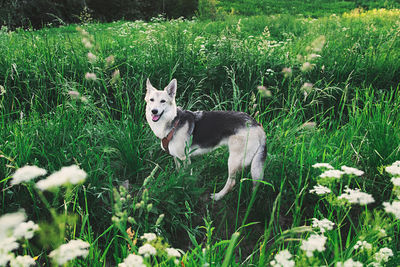 View of a dog on field