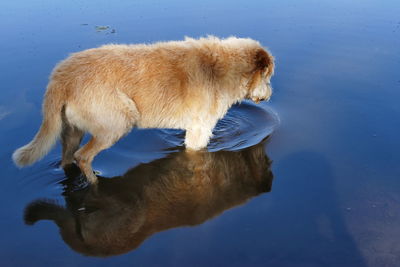 High angle view of dog in lake