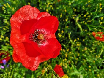Close-up of red poppy flower