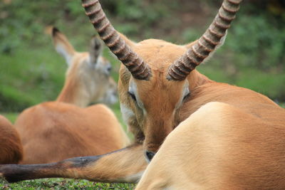 Close-up of giraffe