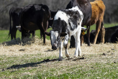 Cows in a field