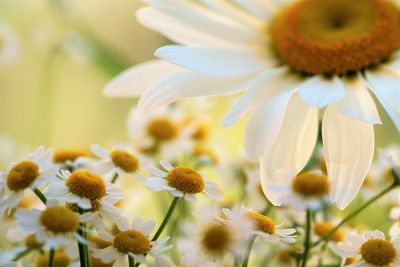 Close-up of white flowering plant