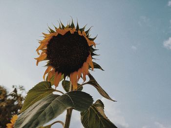 Close-up of sunflower against sky