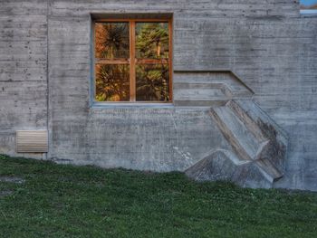 Plants growing on field by wall of building