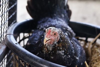 Black hen incubating eggs