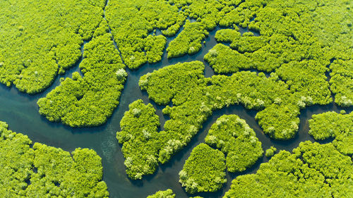 Mangrove trees in the water on a tropical island. an ecosystem in the philippines, a mangrove forest
