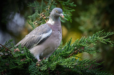 Close-up of bird perching on branch