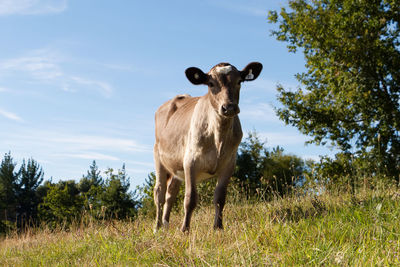 Portrait of horse standing on field