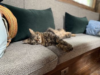 Cat relaxing on sofa at home