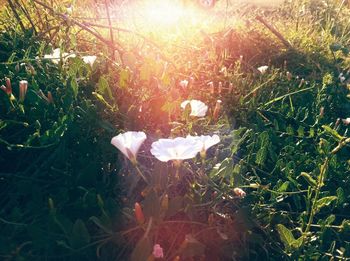 Plants growing on field