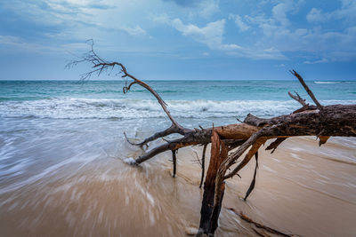 Driftwood on wooden post at beach against sky