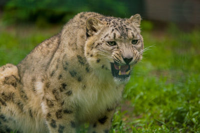 Close-up of a cat