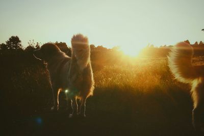 Dog looking at camera