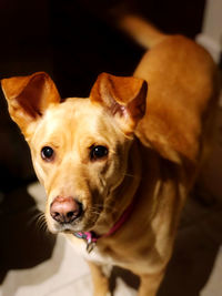 Close-up portrait of dog at home