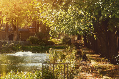 Trees and grass in water