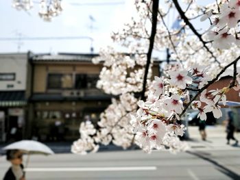 Cherry blossom tree against building