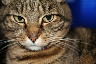 Close-up portrait of cat