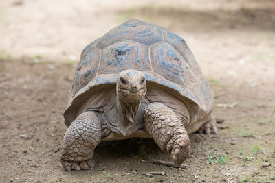 Close-up of a turtle on land