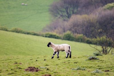Dog standing in a field