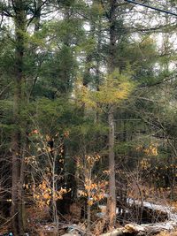 Trees in forest