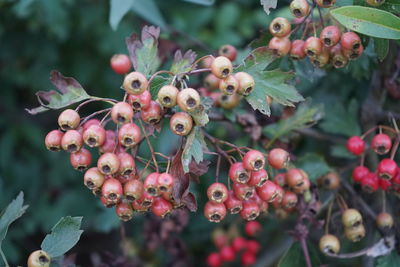 Close-up of berries growing on plant