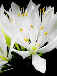 Close-up of white flowers