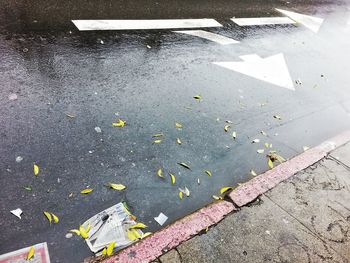 High angle view of leaves