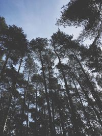 Low angle view of trees against sky