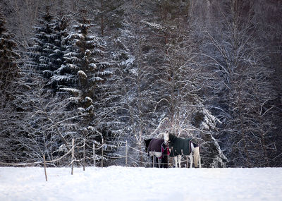 Rear view of two horses on snow covered field