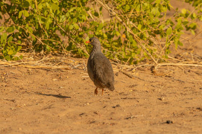 Close-up of a bird perching on a field