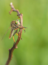 Close-up of bird perching on a plant