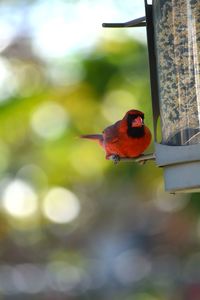 Close-up of male cardinal perching on bird feeder